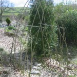 Living Willow Arch